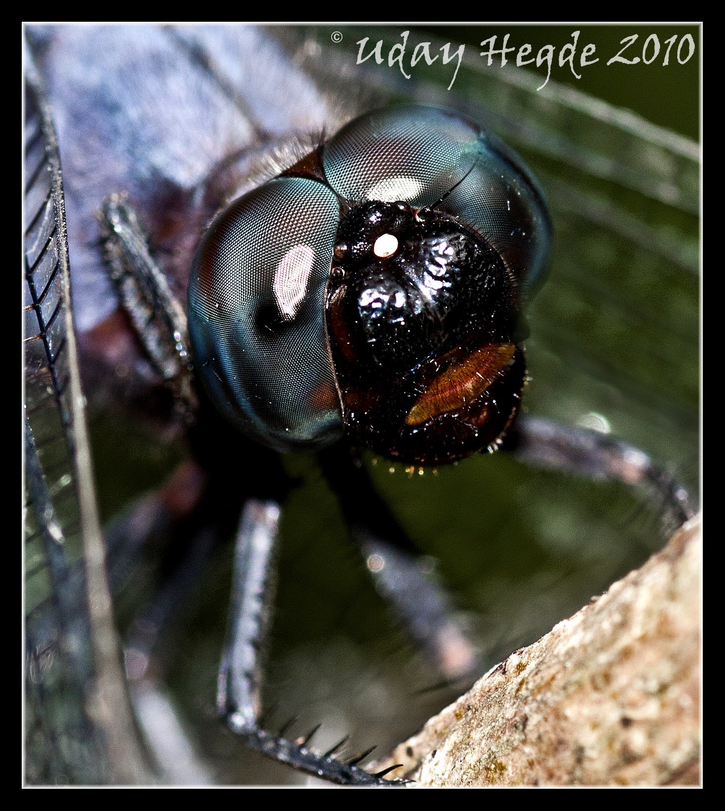 List 93+ Pictures Compound Eye Of A Dragonfly Sharp