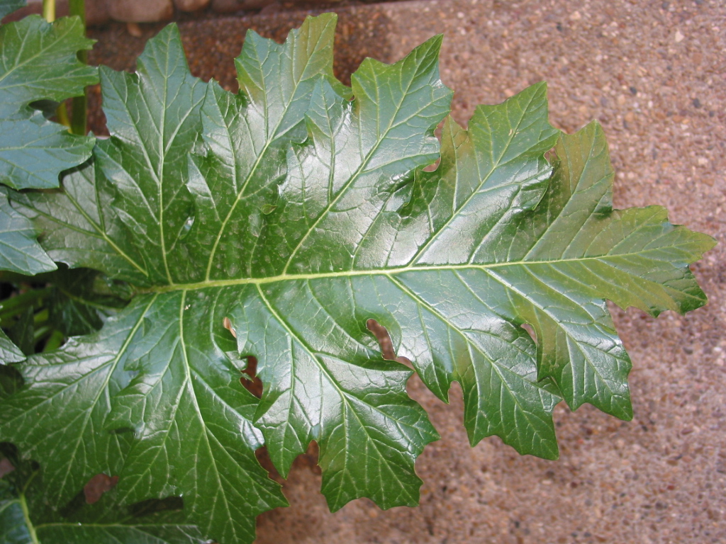 [Spring+2007+019.jpg]