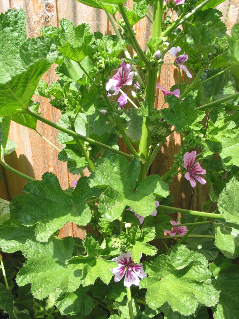 [Spring+2007+066.jpg]