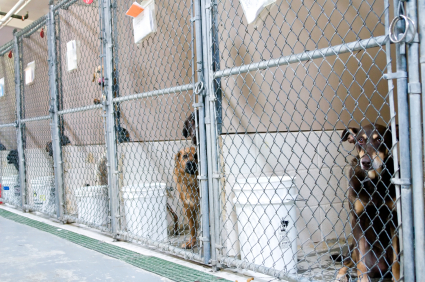 space coast life national pet adoption week dog shelters 425x282 space coast life national pet adoption week dog shelters 425x282