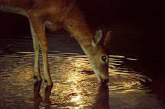 A Glowing Deer