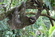 Some days I wish I was a Sloth! I could lay around and sleep peacefully for . dsc 
