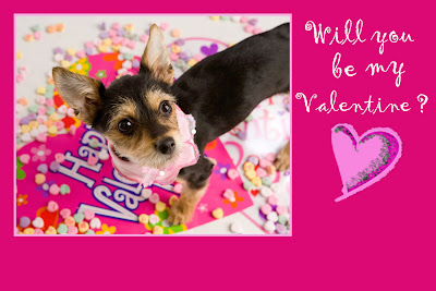 Will You Be My Valentine?