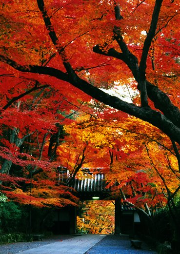 Romantisme Momiji Romantisme Momiji