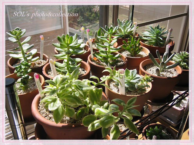 PLANTAS SUCULENTAS E FOLHAGENS ORNAMENTAIS
