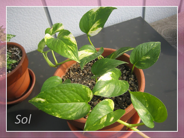 PLANTAS SUCULENTAS E FOLHAGENS ORNAMENTAIS