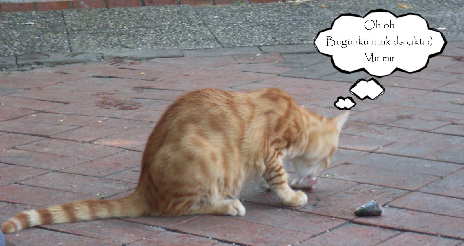 okuyamazsın SARI KEDİNİN ZAHMETSİZ ÖĞLEN YEMEĞİ FOTOROMANI ADLI ESERİM