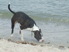 Ruby at the Dog Park