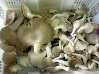http://4.bp.blogspot.com/_3dhxNb2fbPc/TTZM2DDeHrI/AAAAAAAAARI/WOaenaU_O40/s1600/cendawan-tiram-kelabu.jpg