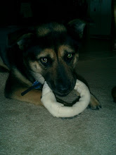 Indy and her bone