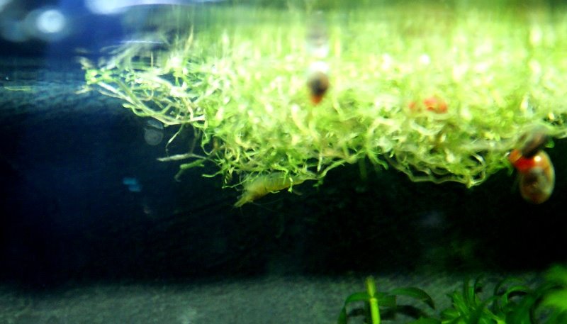 [Garni_Riccia_2009-04-26.JPG]