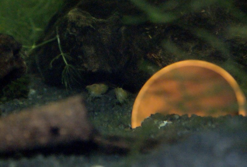 [Garnis_Hoehle_2009-04-26.JPG]