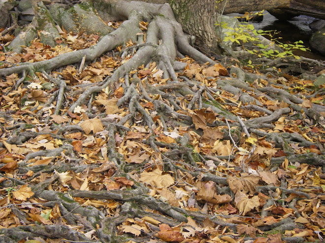 Strong Roots Nourished by Deep Running Waters