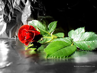 صباح الخير Fall+Red+Rose