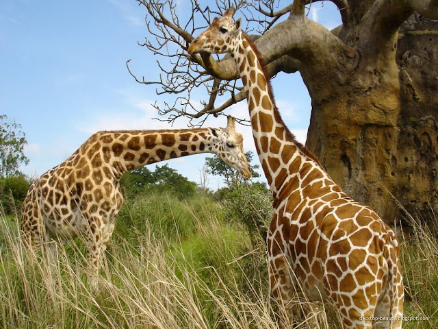 Animals Wallpapers cheap stock photos