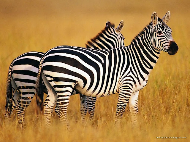Animals Wallpapers high resolution stock photography