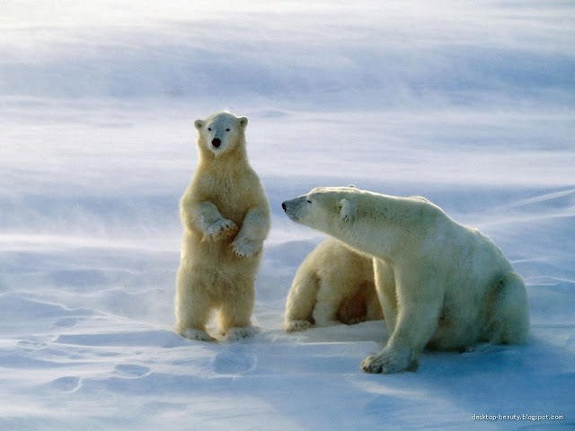 Animals Wallpapers high resolution stock photography