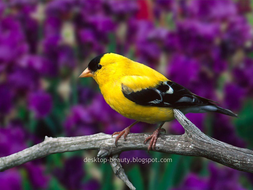 [Yellow-fronted_Canary.jpg]
