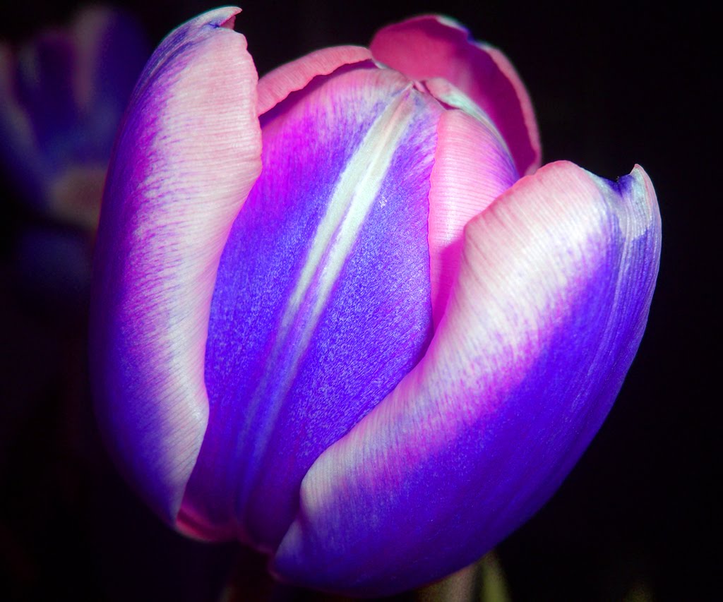 [purple_tupil_flower.jpg]