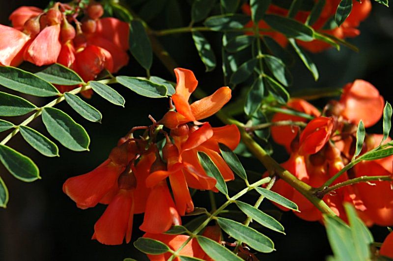 FUENTE ACACIA MALAGA fuente acacia malaga: