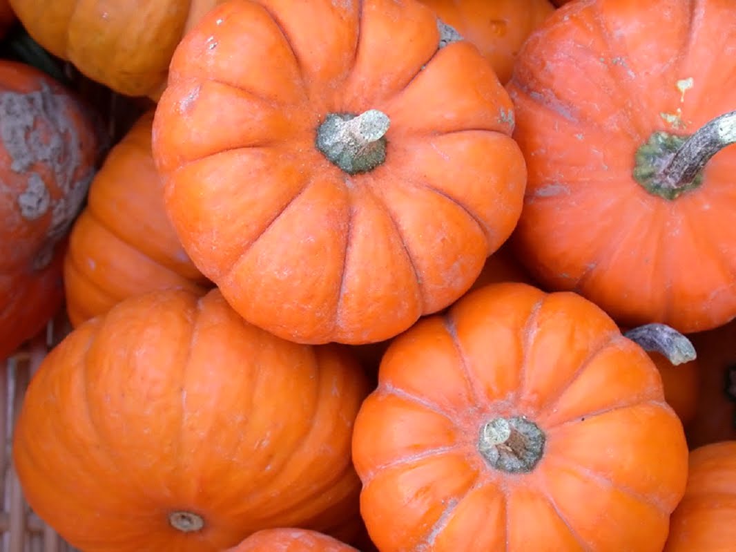 [pumpkins.bmp]