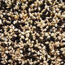 [sesame.jpg]
