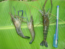 UJICOBA - UDANG GALAH