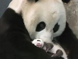 Mamá Panda con su cria...