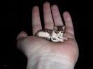 İşte dünyanın en küçük kedisi