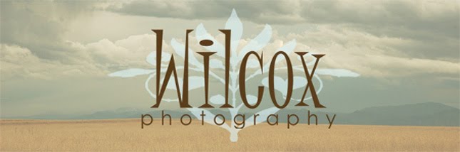 Wilcox Photography