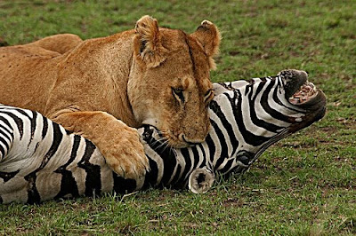 lions killing zebra