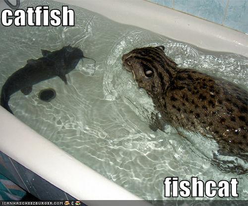 [funny-pictures-catfish-fishcat.jpg]
