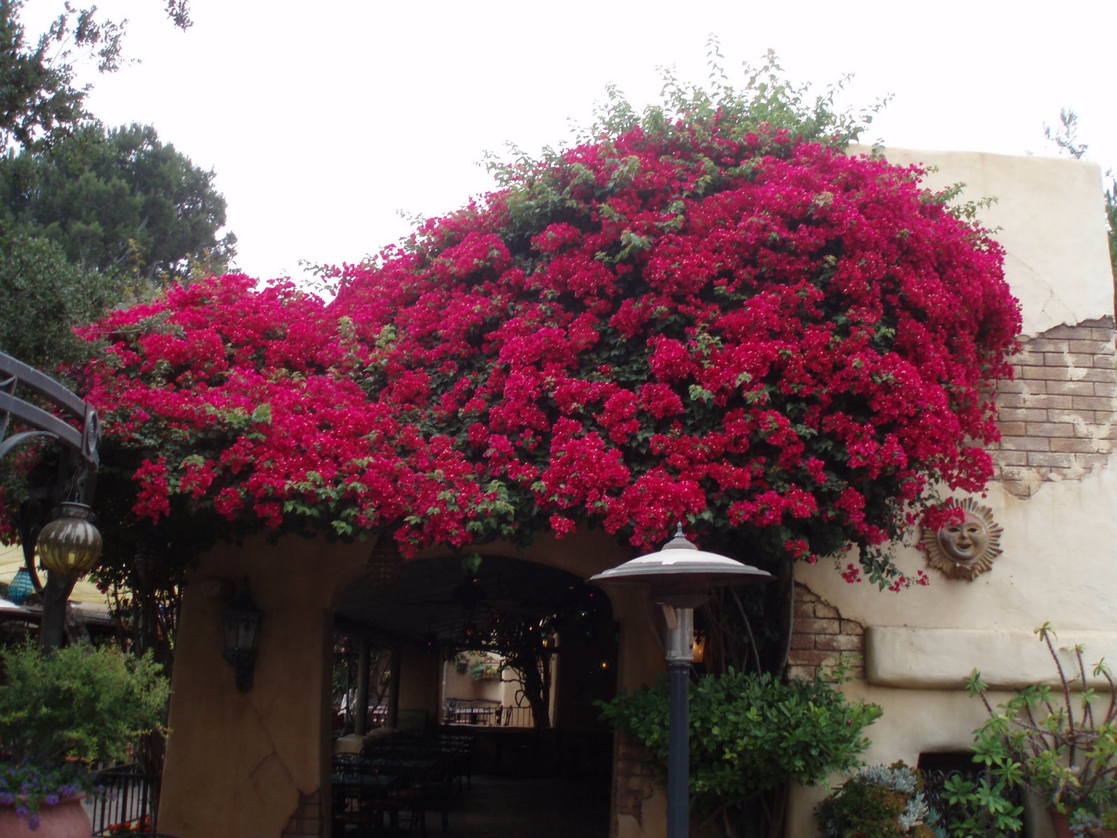 [P9110071a+rancho+front+flowers.JPG]