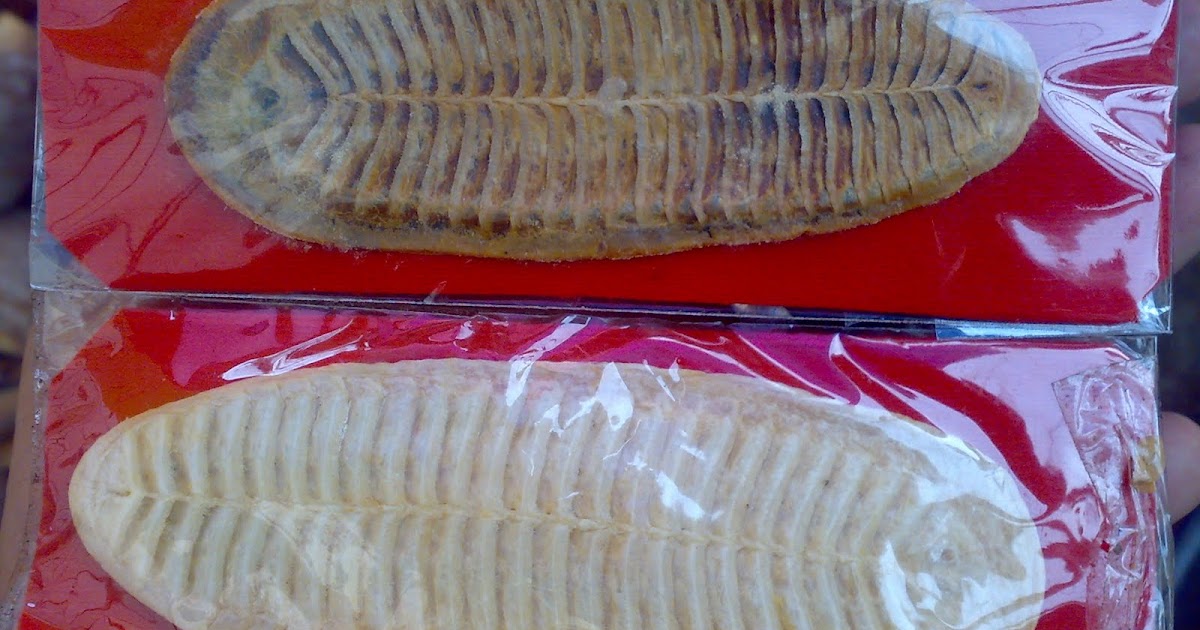 BLOG KOLEKSI MEGA MISTIK DAN ANTIK ANTARABANGSA: Ikan Tempel