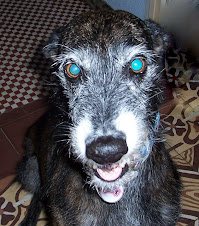 La sonrisa del galgo, pues sí, los galgos sabemos reír!!!!