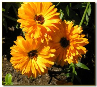 [organge-calendua-flowers.jpg]