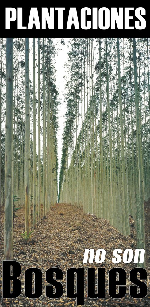 Día Mundial Contra el Monocultivo de Árboles - 21 Septiembre