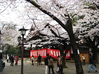 Yasukuni Sakura 2