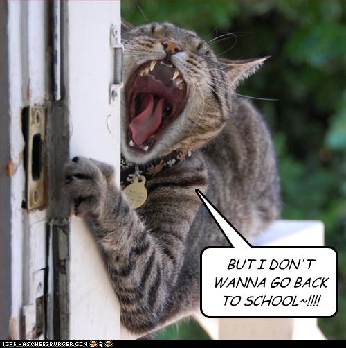 [funny-pictures-cat-does-not-want-school.jpg]