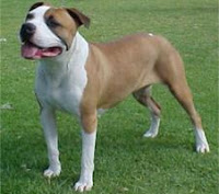 american pitbull terrier in india too kool doggies 20 dog breeds that make great running companions american pitbull terrier in india too kool doggies 20 dog breeds that make great running companions