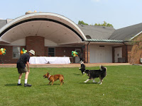 Frisbee Dogs