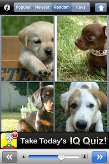 Puppy Pix