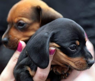 Weiner Pups