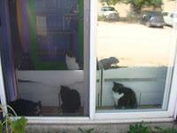 Cats Looking Outside