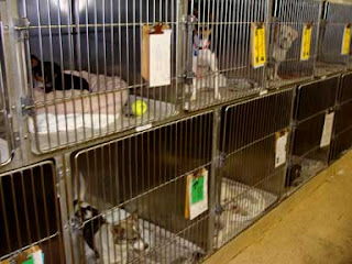 Small Dogs