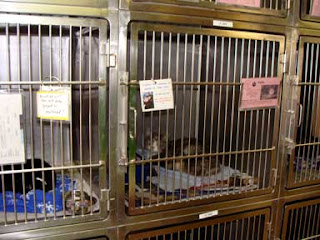 Heartland's Cats