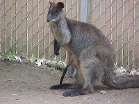 Kangaroos