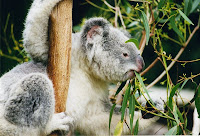 Koala Bear