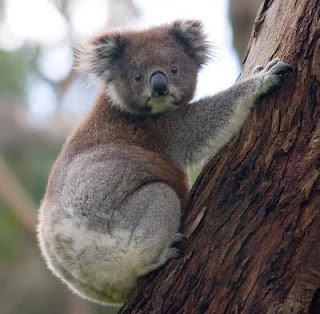 Koala in Tree