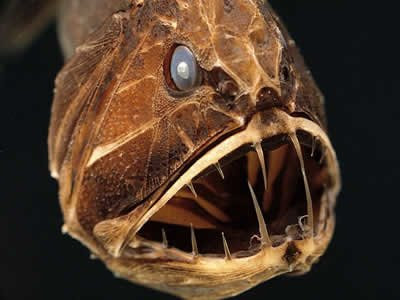 全球十大最恐怖 惡魔魚